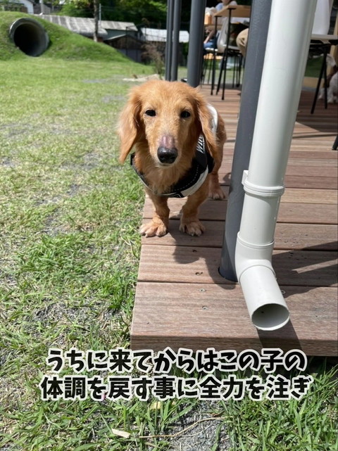初めての自由に困惑気味だった犬
