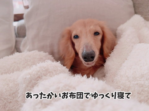 布団に包まれる元繁殖犬