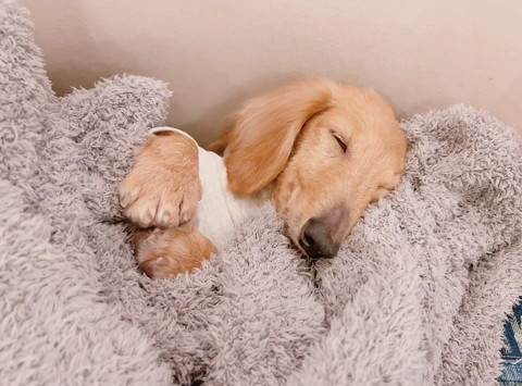 すやすや寝る元繁殖犬