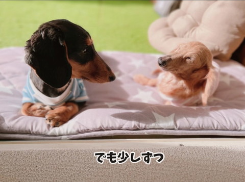 同居犬と元繁殖犬