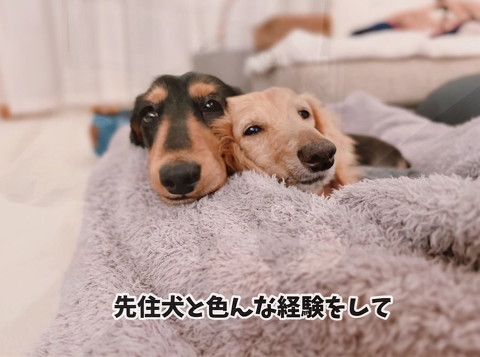 くっつく犬たち