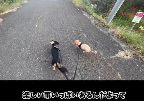 お散歩する元繁殖犬