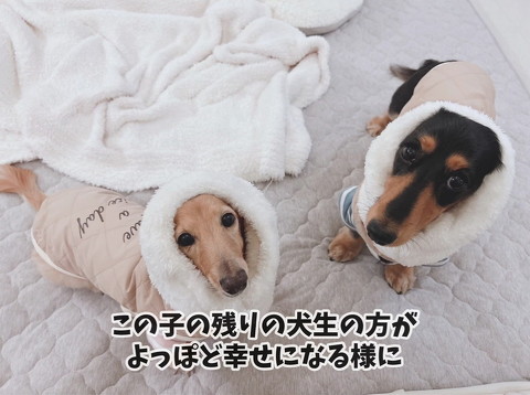 洋服きる犬たち