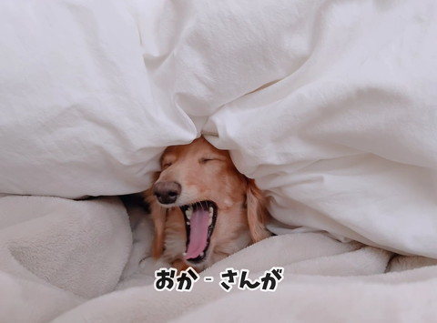 安心する犬