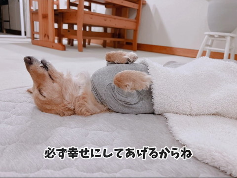 あお向けで寝る元繁殖犬