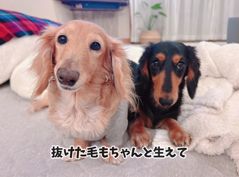 並ぶ犬たち