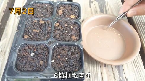 じゃがいも　家庭菜園