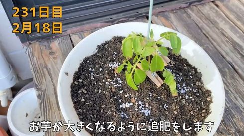 じゃがいも　家庭菜園