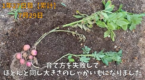 じゃがいも　家庭菜園