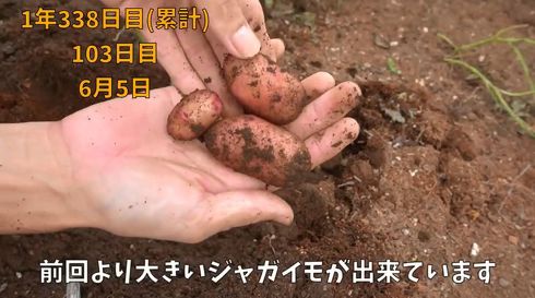 じゃがいも　家庭菜園