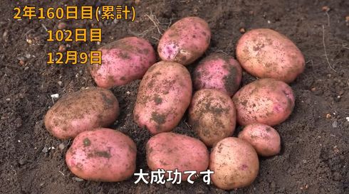 じゃがいも　家庭菜園