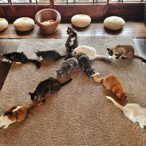大の字猫 五山送り火の日に恒例の“猫大文字” 11匹の猫の作るかわいい「大