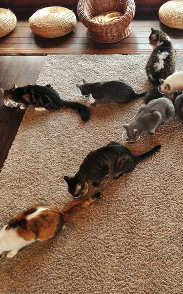 五山送り火の日に恒例の“猫大文字” 11匹の猫の作るかわいい「大