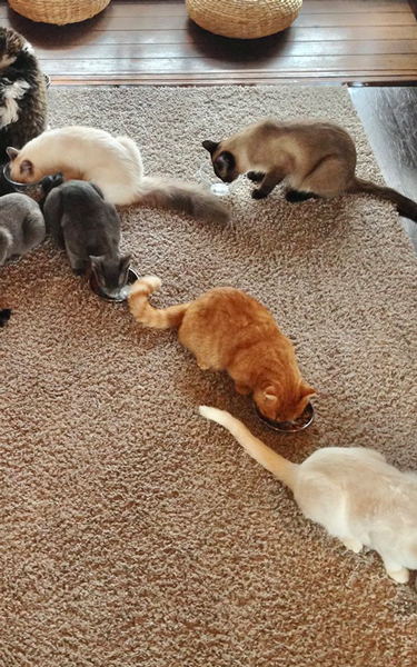 「大」の字に整列する猫たち