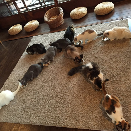 2022年の猫大文字