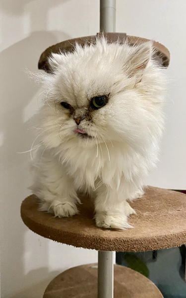 6月に天国に旅立ったココちゃん