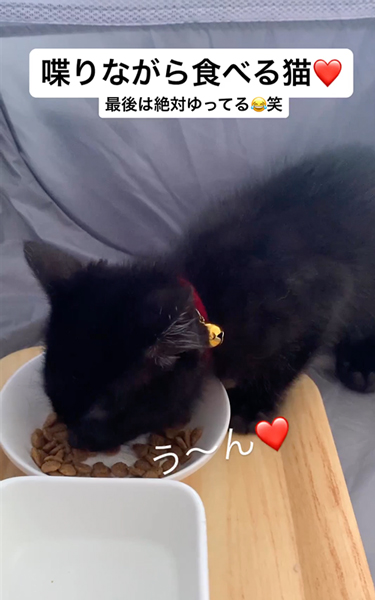 しゃべりながら食べる子猫