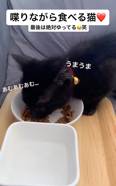 しゃべりながら食べる子猫