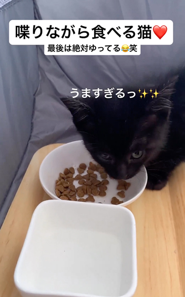 しゃべりながら食べる子猫