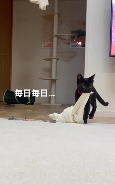 お気に入りの毛布