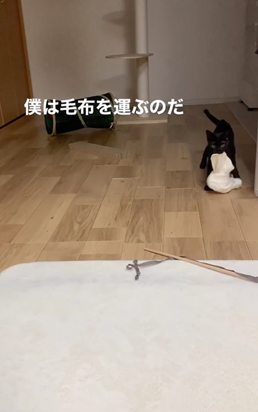 お気に入りの毛布