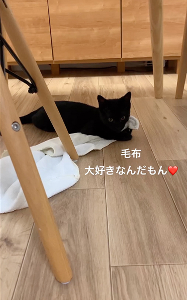 お気に入りの毛布