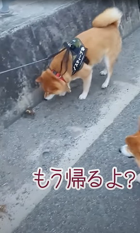 柴犬とカニ