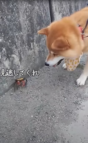 見逃してくれテロップ