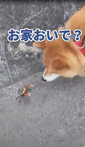 お家おいでテロップ