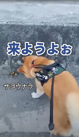 来ようよおテロップ