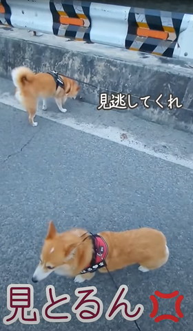 見とるんテロップ