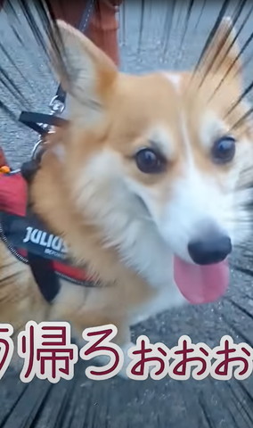 コーギーアップ