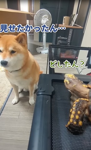 見せたかったんテロップ