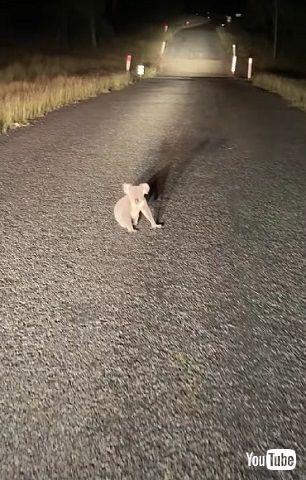 道路にいるコアラ