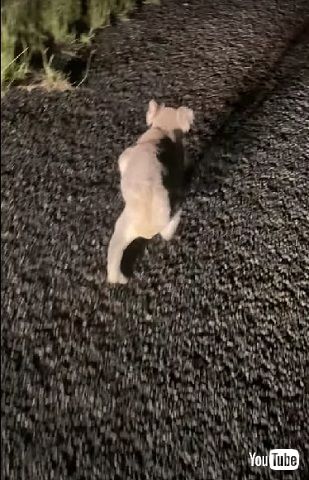 歩くコアラ