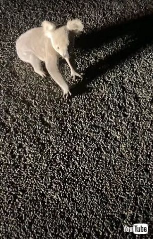 道路にいたコアラ