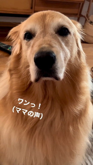 ラブラドール練習