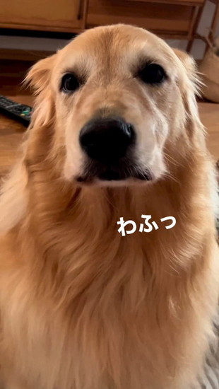 吠えかけの犬