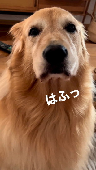 吠えない犬