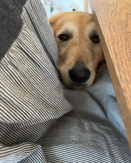 膝にあごを乗せる犬