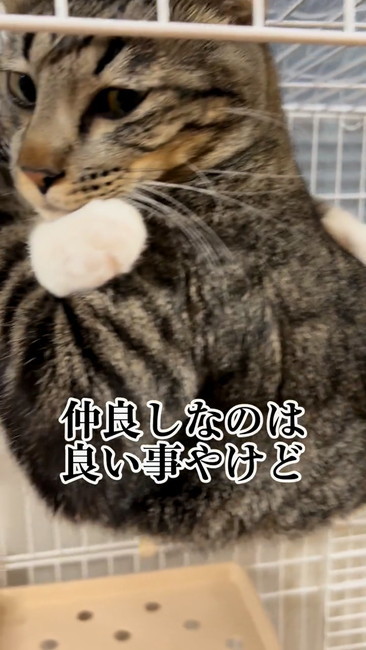 ハンモックにギュウギュウ猫