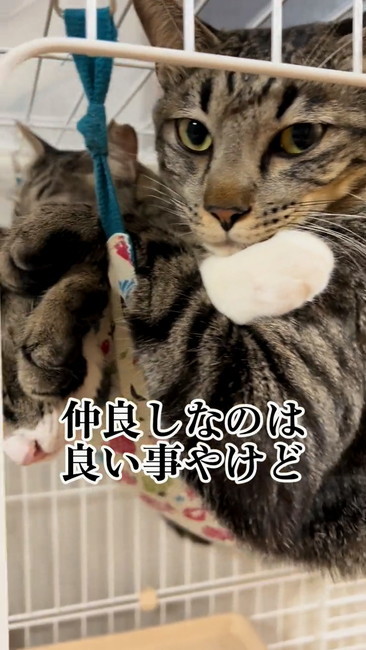 ハンモックにギュウギュウ猫2