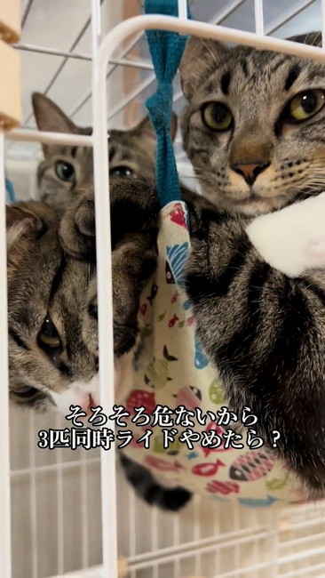 ハンモックにギュウギュウ猫3