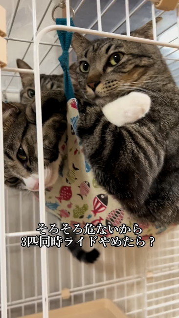 ハンモックにギュウギュウ猫4