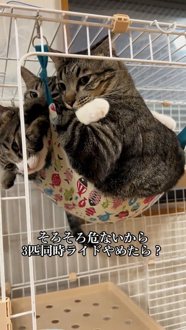 ハンモックにギュウギュウ猫5