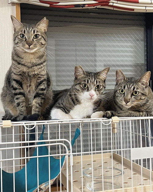 ケージにギュウギュウ猫