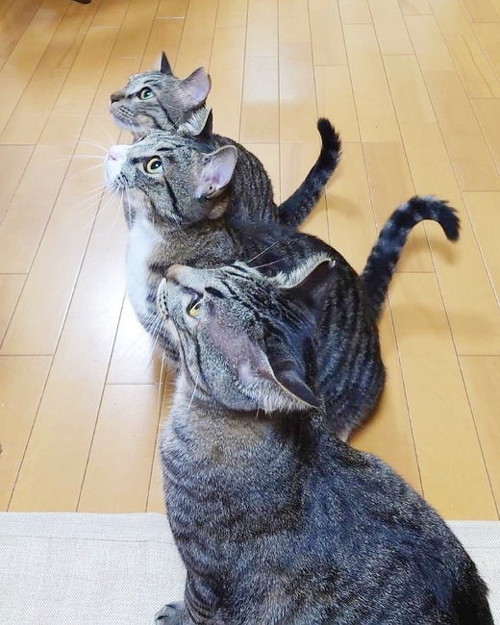 横向き3匹