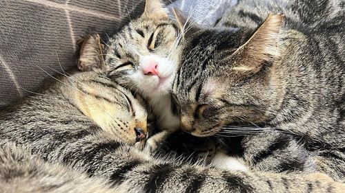 猫団子1