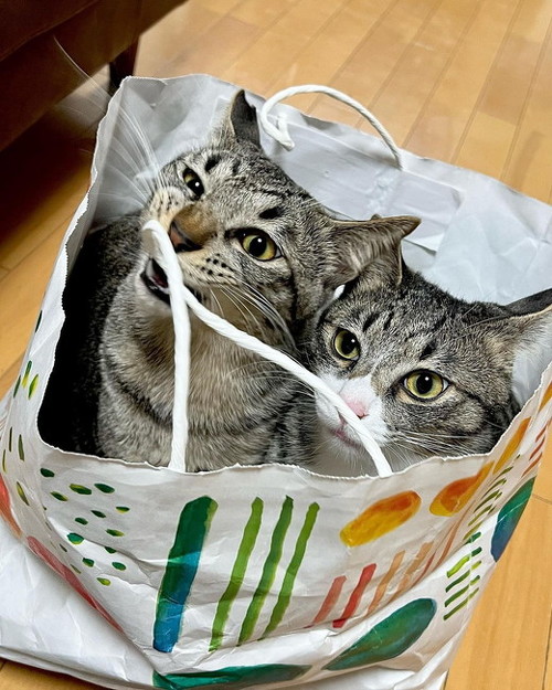 紙袋に2匹