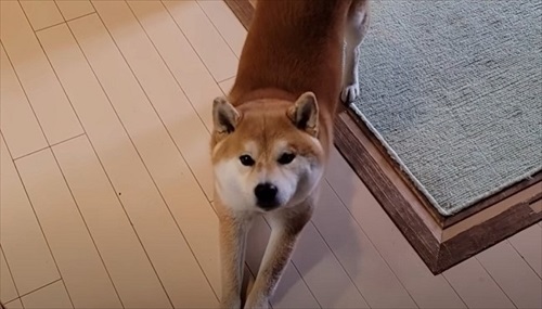 おむつ替えのタイミングを教えてくれるワンコ